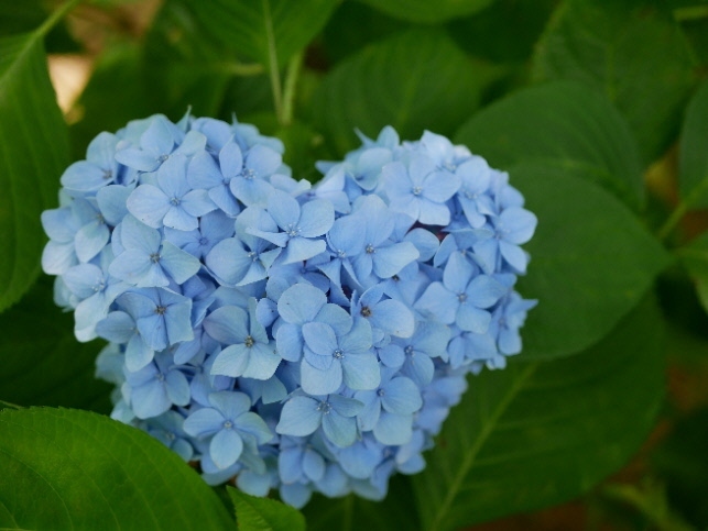 あじさい寺というと真っ先に思い浮かべるのは、鎌倉の明月院ですが、千葉にもあじさい寺があります。<br />松戸の本土寺です。<br /><br />訪問日前の２，３日は真夏日が続き、紫陽花もカラカラで瑞々しさが少し無かったような気がします。やはり紫陽花は雨が似合いますね。<br /><br /><br />