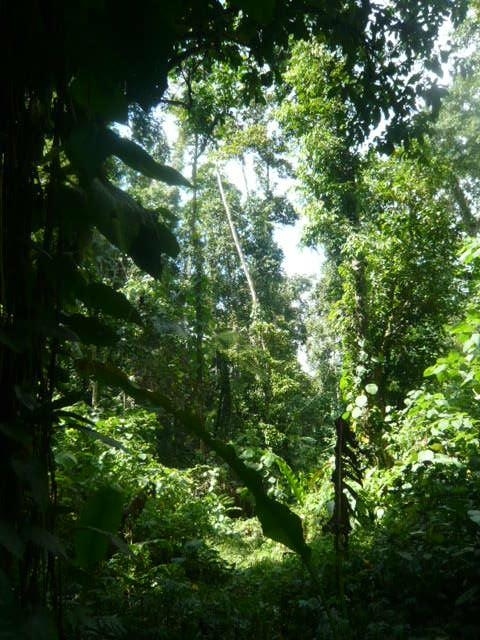 ガダルカナル島の遺骨収集の間、旧日本軍が苦しんだマラリアについて考えてみました。<br /><br />マラリアは、毎年、世界で２億６千万人が罹り、毎年２００万人近くも死亡する感染症です。ガンやＨＩＶ、脳卒中よりも恐ろしい感染症です。<br /><br />写真は、遺骨収集の現地調査で行動したガダルカナル島の丸山道の様子です。丸山道とは、第２師団長の丸山中将の名前をとったもので、旧日本軍が航空火力、地上火力による損害を避けるため、山岳地帯を迂回した際の密林の道路です。<br />ガダルカナル島の道なき密林内に、道を作りながら、進んだ過酷な迂回行動でした。<br /><br />ガダルカナル島では、多くの日本軍将兵が、マラリアで亡くなりました。散華された戦没者の方々の無念の念に思いを致しつつ、常にマラリアに対し、留意して行動しました。<br />マラリアは、ハマダラ蚊が、吸血の際、マラリア原虫が人体に混入することにより伝染する疾病です。したがって、ハマダラ蚊が棲息する地域及びマラリア原虫が繁殖している地域に、多く発生しています。このため、ハマダラ蚊に刺されないこととマラリア原虫の駆除が大事な対応手段となります。<br />ガダルカナルでは、密林の湿地内であることとマラリア原虫がはびこっている風土等の両者の要因が相まって、今も、猛威を振るっているのです。<br /><br />ガダルカナルと同じニューギニア地域ですが、ラバウルの日本軍は、マラリアに対する対応が功を奏し、マラリアの被害が抑えられています。<br />その対応は、<br />?ハマダラ蚊に刺されない。<br />?ハマダラ蚊が活動する夜間の行動を避ける。特に、排便等肌を露出させない。<br />?ハマダラ蚊の好む黒色の衣服を避ける。<br />?ハマダラ蚊が棲息する水溜まりを、排水する。<br />等の対応がマラリア発生を抑えました。<br />逆に、夜間の行動を主とせざるを得ないガダルカナルの戦闘地域では、湿気と水溜まりの多い密林内では、ハマダラ蚊の活動と日本兵の体内に繁殖したマラリア原虫の連鎖により爆発的に、マラリアが蔓延し、日本軍の戦闘能力を喪失させて行ったのです。<br /><br />これらの要因は、昆虫類が多く、熱帯雨林の存在する地域、特に、泰緬鉄道周辺やビルマの山岳地の雨期等においても、日本軍及び連合軍ともに、共通した被害となっています。<br />ガダルカナルの日本軍将兵は、米軍の圧倒的な航空火力、地上火力を避けるため、密林内の山岳地帯の雨水が集まる谷地を、夜間移動することからマラリアの被害を直接受けることになったのです。<br /><br />このため、今回の遺骨収集に際しては、暑くとも白っぽい長袖の被服を着用し、夜間の活動は控えることに努めました。併せて、屋内外では蚊取り線香や虫除けスプレーを活用しました。<br />これら一般的な対応に加え、自らの備えとして、医療機関が制約されていることも踏まえ、個人で保険契約に加入することと、高価でしたが独自に抗マラリア錠剤を購入し、携行する等の準備をしました。つまり、最悪の状況を想定し、自分なりに対応策を執って置くことが、心の余裕となり、切羽詰まった状況の生起を回避することになると考えたからでした。<br />心の面で余裕がないことは、何かと心気掛かりとなり得る経験からの準備でした。<br />結果的には、余分な出費でしたが、何事も無く、済んだことは幸せなことだと思っております。<br />