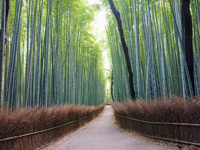 県をまたぐ移動の自粛解除直後の京都/嵐山の竹林と、三室戸寺の紫陽花を楽しむ～嵐山編