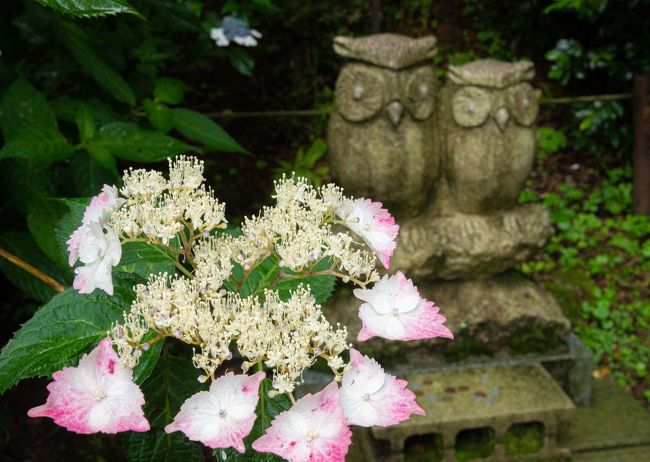 　栃木県那珂川町と茨城県常陸大宮市の境に鷲子山上神社があり、6月下旬～7月上旬になると、境内の紫陽花が見頃になる。ここは冬の寒椿、秋の紅葉が見応えがあるが、なんといっても栃木県有数の紫陽花の名所なのである。祭神は天日鷲命（アメノヒワシノミコト）という鳥の神様ということで、境内にはいたるところにフクロウの石像が安置されている。ただし、本物のフクロウが生息しているわけではない。通称ふくろう神社とも呼ばれ、フクロウ→不苦労という語呂合わせで、苦労がない幸福を呼び寄せるパワースポットを謳い文句にして参拝客を集めている。<br />　コロナ感染防止の外出自粛が緩和されたので、久しぶりに連れ合い同伴で、紫陽花を鑑賞してきた。