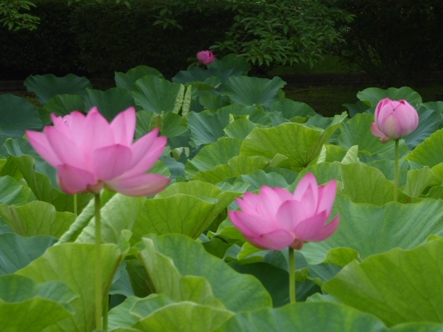 古代蓮の里に蓮の花を見に行きました。<br /><br />蓮の花は早朝から咲いて午後からは閉じてしまいます。<br /><br />なので、自宅を６時半前に出ました。<br /><br />７時頃には既に皆さん写真を撮リに来られていました。<br /><br />色んな種類の蓮の花にウットリでした。