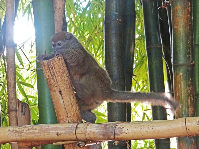 「レミュール・パーク(Lemurs' Park)」は日本語にすると「キツネザル公園」です。この公園はアンタナナリボの西約20 km、国道1号線と、その北のカツァオカ川(Katsaoka River)との間にあって、広さは約5 haで、2000年頃にローラン・アモウリック(Laurent Amouric)とマキシム・アロージュ(Maxime Allorge)によって設立されました。現在は9種類のキツネザルが、マダガスカル固有の70種、1万本以上の植物が植えられた園内に放し飼いにされており、年間を通して9:00~17:00の間に見学することができます。<br />これらのキツネザルのうち7種は絶滅危惧、2種は脆弱種となっており、ペットとして飼われていたものを水域森林保全省(Minist&egrave;redes eaux etFor&ecirc;ts)が没収して公園に委託し、自然に慣らして森に返す取り組みを行っています。9種類のうち6種類は昼行性、1種類は周日行性、2種類は夜行性で、今回見学できたのは昼行性と周日行性の6種類です。<br /><br />付録にキツネザルの進化と分類について説明を加えました。ご興味の有る方はご覧ください。<br />
