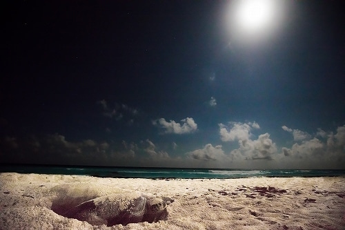 この夏もたくさんのカメさんたちがカンクンのビーチに産卵に来てくれると思います。<br /><br />今年は見に行けるのか、分からないので、昔の写真を紹介します♪<br /><br />写真はすべて加工して明るくしていますが、実際は真っ暗な中での撮影です<br /><br />夏の満月の夜、海から次々とカメさんたちが産卵のために上がってきます