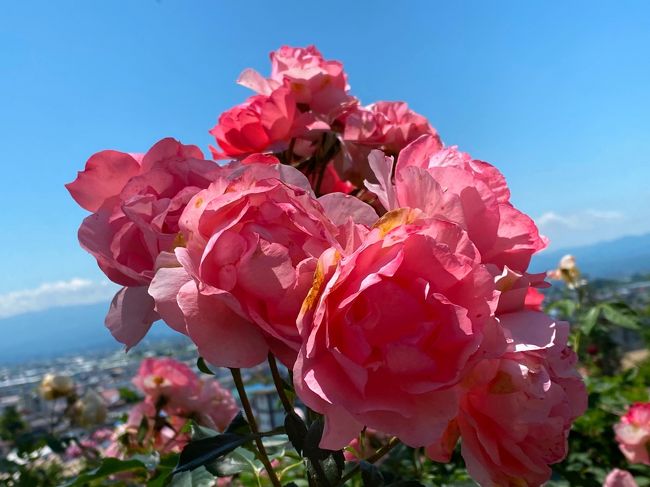 2019年3月に米沢を訪ね(https://ssl.4travel.jp/tcs/t/editalbum/edit/11471283/)、それから1年ぶりに山形を訪ねた。2020年春「新型コロナウイルス」の影響で日本の各地の旅行地が休業を余儀なくされていたが、徐々に解消されてきた。6/19には県境をまたぐ越境の移動も緩和されたため山形に小旅行に出かけた。<br /><br />トップページの写真は、南陽市にある双松(そうしょう)バラ園で咲いていた大きなピンクのバラ。<br />