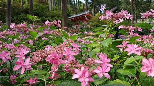 県をまたぐ移動の自粛解除直後の京都/嵐山の竹林と、三室戸寺の紫陽花を楽しむ～三室戸寺編