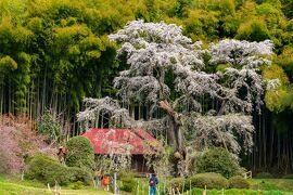 郡山/白河ぐるり旅【1】～竹林の緑と桜色のコントラスト～雪村桜