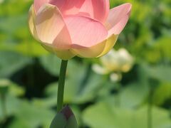 ショートトリップ花巡り♪　これでこの風景は見納めかもしれないの噂で行ってきました竹村の蓮の花♪