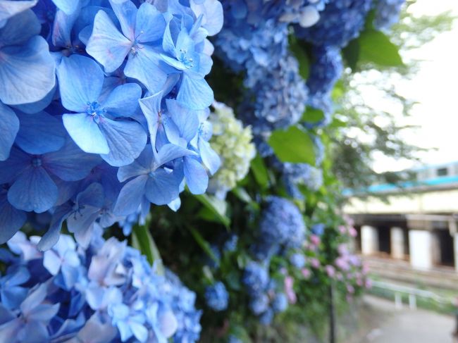 電車から見える飛鳥山の線路脇の紫陽花が見頃のようだったので、ちょっと行ってみようかと久しぶりにカメラを持ってお出かけ。京浜東北線・王子駅から飛鳥の小径、七社神社、バラのニ番花が咲く旧古河庭園、平塚神社とまわって、隣の上中里駅までぷらっと散策してきました。<br /><br />よろしければご覧ください～。