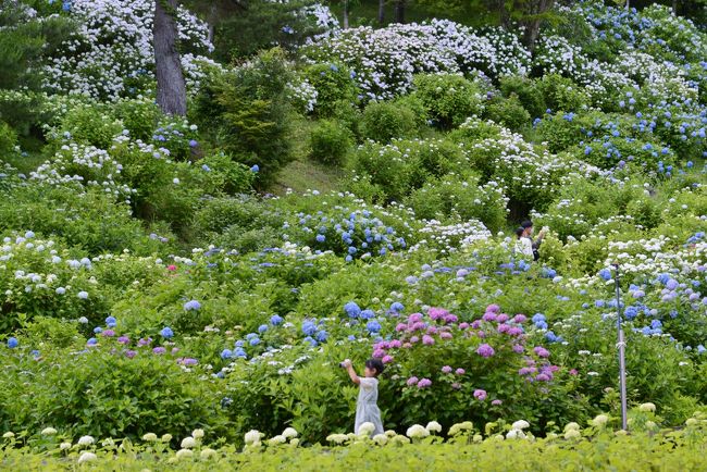 次に訪れたのは、舞鶴自然文化園。<br /><br />目当ては、約１００種１０万本のアジサイが咲くアジサイ園です。　<br />色とりどりのアジサイに見惚れてしまう。　　<br />ササユリも咲いていました。<br /><br />２０２０年のアジサイ園は６月１２日（金）～７月１２日（日）の期間で、入園料は５００円です。<br /><br />・舞鶴自然文化園<br />　舞鶴市の北東に位置する大浦半島の豊かな自然に恵まれた公園です。園内には、ツバキ園（約1500種3万本）やアジサイ園（約100品種10万本）などがあり、毎年開花時期には多くの来園者でにぎわいます。また、初夏には緑の芝生、秋には紅葉と四季折々の景色を満喫でき、里山の自然環境とのふれあいや自然観察の場として親しまれている公園です【ＨＰより】<br /><br />・舞鶴自然文化園は、特別の期間＜ツバキ園・アジサイ園開催時＞、有料となる　　　<br />（ツバキ園＝３００円　・　アジサイ園＝５００円）　　　　　　　<br /><br />・無料駐車場も整備されています。<br /><br />・舞鶴自然文化園のＨＰ<br />　　　　　https://maizuru-hanamidori.com/