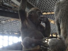 京の週末　移動自粛解除後の岡崎エリアパトロール☆京都市動物園