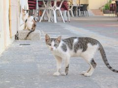 ★猫撮りの旅 第15弾（マルタ共和国編）