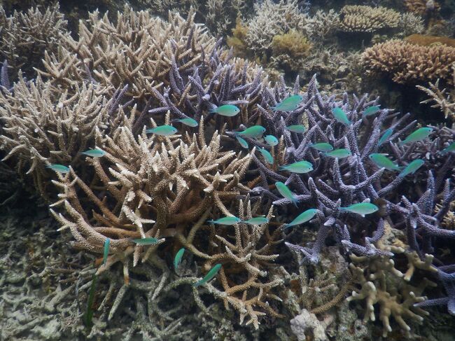 二転三転ぎりぎりの八重山諸島、青の洞窟（５日目）