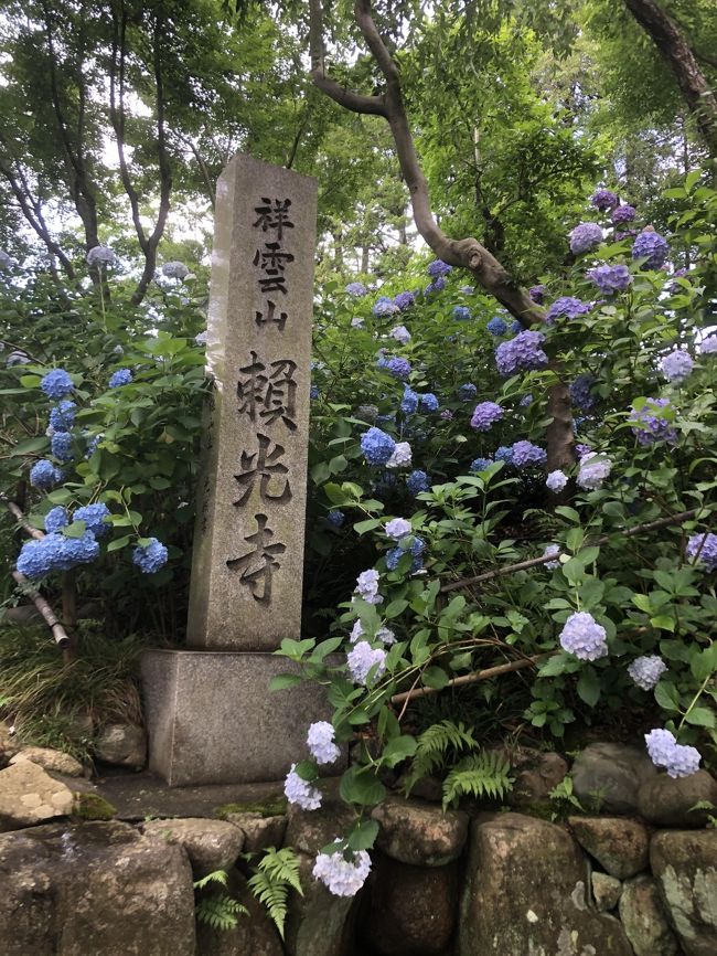 この時期、北摂で紫陽花と検索すると出てくる有名な場所、川西市畦野にある頼光寺に参拝してきました。<br /><br />2018年は、池田市伏尾にある久安寺の紫陽花を見ましたが、こちらの方が<br />小規模ながら趣があるように感じました。<br />久安寺の旅行記↓<br />https://4travel.jp/travelogue/11418113<br /><br />色とりどりの色彩、この時期の花と言えば紫陽花ですが、沢山の種類があるんですね。<br />色々ある中で、私はガクアジサイ（紫陽花の花がガクなので、この名称はどうなのかなと思いますが…）が好きです。<br />その中でも濃いブルーが大好きですね。<br /><br />一般的な玉状の紫陽花は、ホンアジサイと呼ばれ、区別されているようです。<br />紫陽花の花のように見える部分は、花びらではなく葉が変形した萼(ガク)です。<br />萼は別名「装飾花」と呼ばれ、色づいているので外見上は花びらのように見えますね。<br />萼は種を作りませんが、中央に隠れている5枚の花びらと、10本の雄しべがくっつくことで種を実らせます。<br /><br />梅雨の時期ならではの、露に濡れた紫陽花に癒された一日となりました。<br />また、この時期は♪鳥取県大栄町はスイカの名産地～♪という歌が頭の中を駆け巡ります。<br />JAから予約発想の案内が来たので、注文した4Lサイズのスイカが届きました。<br />スイカは大玉の方が甘いという通説の通り、甘～く、シャキシャキ感のある美味しい贈り物です。<br /><br />＊頼光寺の頼は、写真の字のようですが、環境依存でうまく表示されない可能性があるので一般表示にしました。