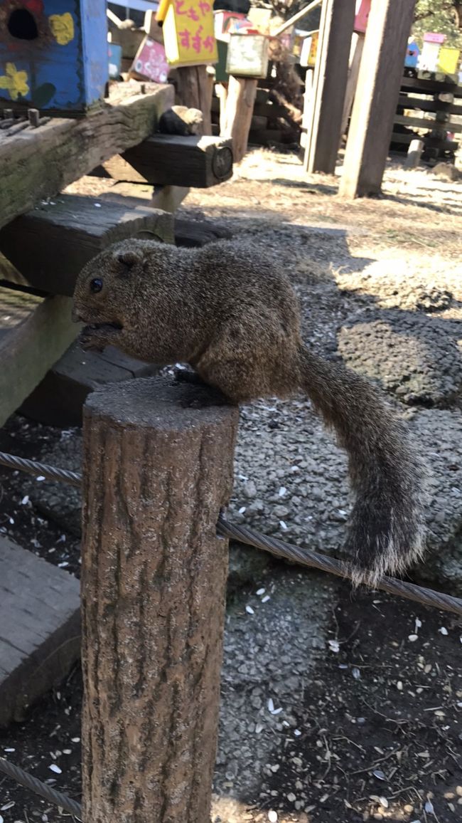 コロナが流行り始める直前、前々から行ってみたかった、町田にある町田リス園へ行ってきました。