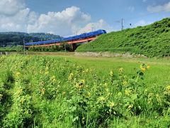 菜の花鉄橋で有名な大分県杵築市八坂地区は地区をあげて休耕田のひまわり畑づくりをし開花しました(^0^)!!