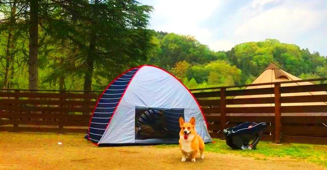 東京都のあきる野にある『わんダフルネイチャーヴィレッジ』に我が家の愛犬コーギー（名前はコスモ♀）と一緒にキャンプ泊しました。<br /><br />私たち家族4人（夫婦2人、子供1人、愛犬コスモ1匹）で実際に1泊2日で人生初のキャンプ泊したときの様子をお届けします。<br /><br />