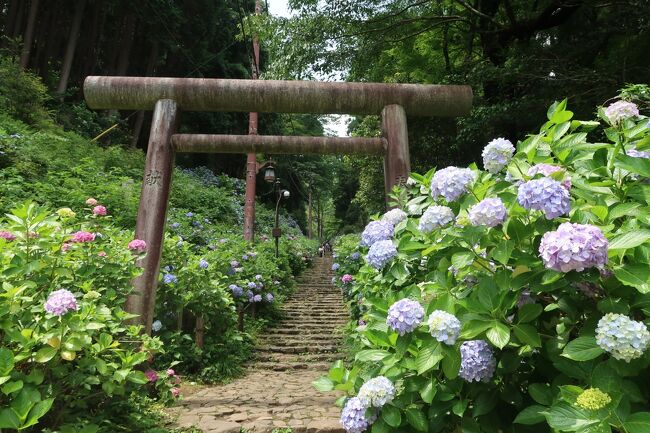 桜やアジサイ・紅葉の名所として知られハイキングコースとして人気がある栃木県栃木市の太平山(標高341m)と小江戸・栃木「蔵の街」を日帰りで回ってきた。<br /><br />==今回の旅の条件==<br />◆最寄り駅から普通列車で片道2時間以内<br />◆名物・ご当地グルメが食べられる<br />◆梅雨の風情を感じられる場所<br /><br />太平山へは新大平下駅から登山道を登って、あじさい坂から下山するコースを選択。
