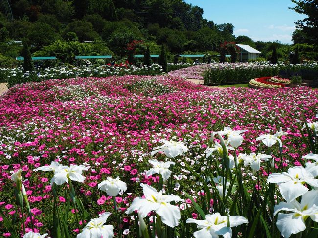 ６月１６日にあしかがフラワーパークへ行ってきました。<br />今年の藤の時期はコロナの影響で休園になってしまい見られず残念でした。<br /><br />あしかがフラワーパークでは、６月１５日の栃木県民の日に県民と分かる証明書があれば無料で入園できます、毎年県民の日前後くらいで３日間行われるので今年は６月１３日～１５日、ちゃんと年と曜日を確認せず、違う年の情報をちらっと見て勘違いしてしまい...１６日に行ったら普通の入園日だった・・；<br /><br />フラワーパークのスタッフの方に聞くと前の日は混んでたと言っていたので、写真撮るのには良かったかも？<br />この時期の園内はブルー＆ホワイトガーデン、紫陽花や花菖蒲がメインで楽しめました。<br />良ければご覧ください＾＾