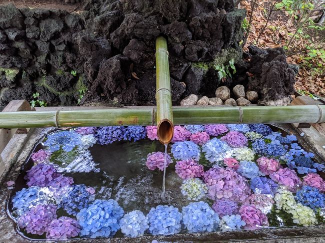 近所の散歩から、<br />このところ遠出は出来ないので週末は近所の花を愛でるのが習慣になりつつあります。<br />毎日、コロナ感染者の報道がありますが、終息の気配なしですね。<br />国内でこの調子ですから、海外に出かけるのは何時になる事やら…<br />そんな暗くならない様に雨上がりはお散歩のお話です。