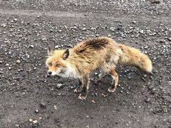 5・7歳児連れ、初夏の知床で野生動物との遭遇：ウトロ～帰京編