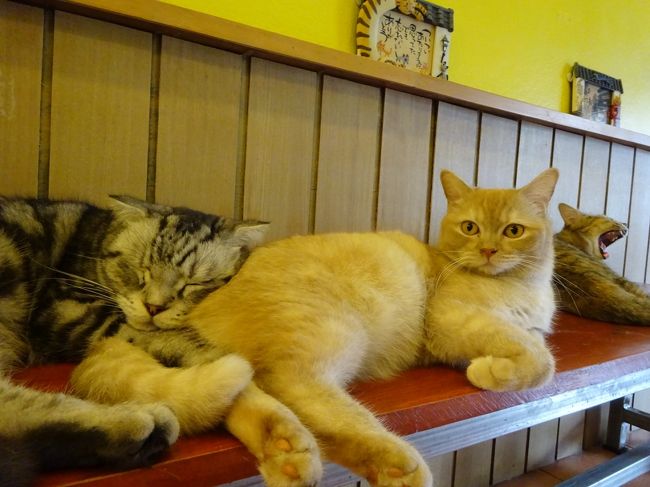 チェンマイの猫カフェブームもひと段落かな。<br />私が知っている限り2店舗は閉店してしまった(涙)<br /><br />ここは2年前にも来て、<br />日本人オーナーが色々とこだわって作ったお店だったんだけど、<br />開店から一年で閉店してしまい、<br />その後も猫ちゃんは店内にいるもののお店は開かずどうしたかなぁって思っていたら<br />(お店はその後も確認をしに行っていた)<br />グーグマップでリオープンしたとの情報が入っていたので、<br />早速行ってみました。<br /><br />ちなみに2016年の旅行記はこちら~。<br /><br />2016年9月 日本人経営のチェンマイの猫カフェ「They call me Cat」(2017年4月閉店)<br />https://4travel.jp/travelogue/11276894