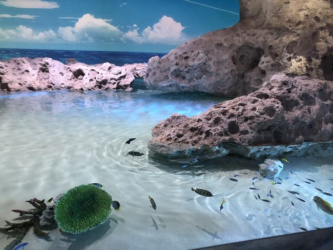 沖縄旅行最終日はイーアス沖縄とDMMかりゆし水族館に(≧∀≦)❤︎