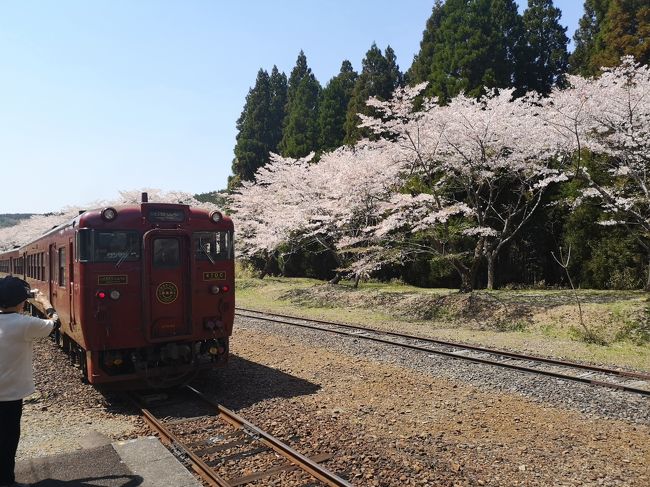 桜の名所でもある、秘境駅「大畑駅」。<br />駅に新しいレストランができたというニュースもあり、桜のお花見を兼ねて出かけてきました。<br /><br />今年は新コロナウィルスの影響でお花見に出かけることができなかったのですが、来年ももう一度ここに来てみたいです。