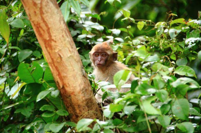 野生の象やオランウータンを見る事が出来るボートツアーがサバ州スカウ村にある、と知ったのが一年ぐらい前。<br /><br />でもマレーシア以外で行きたい国やエリアがたくさんあってスカウ村の事は後回しにしていましたが、このコロナの影響でマレーシアから外に出る事が出来なくなった、そして有休を6月までに5日間ほど使い切らないといけないという事情ががっちり組み合って、10日間ぐらいで計画、チケット購入、そして渡航の流れとなりました。<br /><br /><br />今回スカウ村でお世話になったのはSukau River Homestay。良いホテルを探すと部屋だけでなくツアーもなかなかの値段になってしまいますが、ここは宿泊費、ツアー代もリーズナブルで評判も良さ気だったのでここに決めました。<br /><br />宿との連絡方法は電話番号をスマホに登録してWhatsApp(Lineみたいなアプリ)のメッセージでやり取り。<br /><br />値段は1泊3食付きで1人75リンギ、ボートツアーは朝、夕が2時間で1人60リンギ、夜が1.5時間で45リンギでした。<br /><br />