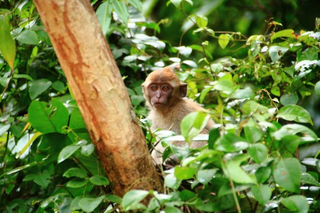 野生の象やオランウータンを見る事が出来るボートツアーがサバ州スカウ村にある、と知ったのが一年ぐらい前。<br /><br />でもマレーシア以外で行きたい国やエリアがたくさんあってスカウ村の事は後回しにしていましたが、このコロナの影響でマレーシアから外に出る事が出来なくなった、そして有休を6月までに5日間ほど使い切らないといけないという事情ががっちり組み合って、10日間ぐらいで計画、チケット購入、そして渡航の流れとなりました。<br /><br /><br />今回スカウ村でお世話になったのはSukau River Homestay。良いホテルを探すと部屋だけでなくツアーもなかなかの値段になってしまいますが、ここは宿泊費、ツアー代もリーズナブルで評判も良さ気だったのでここに決めました。<br /><br />宿との連絡方法は電話番号をスマホに登録してWhatsApp（Lineみたいなアプリ）のメッセージでやり取り。<br /><br />値段は1泊3食付きで1人75リンギ、ボートツアーは朝、夕が2時間で1人60リンギ、夜が1.5時間で45リンギでした。<br /><br />