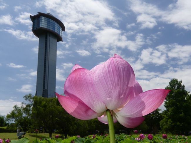 「古代蓮の里」の花ハス_2020_見頃になりました（埼玉県・行田市）