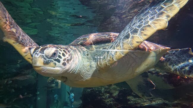 母娘散歩 2020年初夏 in 九十九島水族館海きらら (佐世保)