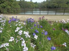 20土曜大池公園　過ぎただろうけど花ショウブ