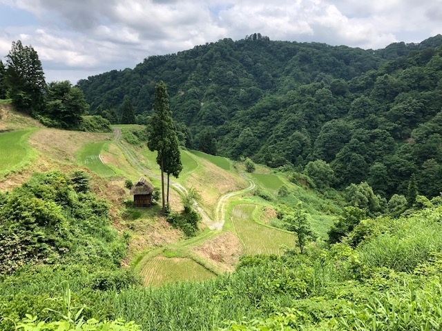 他県移動が解禁になり、早速国道405号線で水が入り、稲が伸び始めた越後ならではの棚田を見に出かけました。苗場からは17号～清津峡～津南～越後田中～松之山～松代～大島～十日町そして帰りは大沢トンネル経由国道17号で苗場に帰宅。途中で使った国道405号は酷道で多くが山間部、退避所は見られるもガードレール整備は行き届いていません。数年前にも土砂崩れなどで通行止めになっていました。行かれる方は事前にチェックが必要です。国道117号、403号とも重複しているところもあります。そんな山間部ですので訪れる人は少なく、山里生活のありのままを見る事が出来、厳しさの中での人の優しさ、豊かささえ感じる事が出来ました。リタイアー後は苗場での生活が多くなり大好きな山を楽しむ時間も増えました。