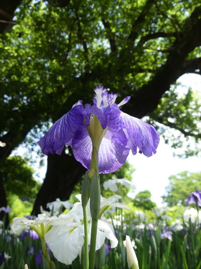 「あしかがフラワーパーク」の夏の花(1)_2020_ハナショウブとアジサイ（栃木県・足利市）