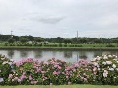 花を求めて　紫陽花（宗吾霊堂　成田山新勝寺　　日本寺　あじさい公園）