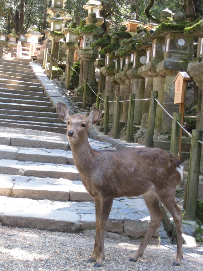 母念願の古都・奈良＆京都お花見旅　今日一日奈良を楽しんでから京都に向かいます。