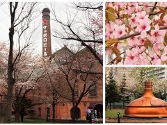 木々の芽吹きとサッポロビール園の蝦夷山桜／２０１９