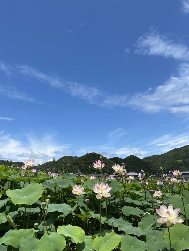 夏の花ハスを見に