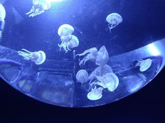 池袋　仕事帰りに水族館