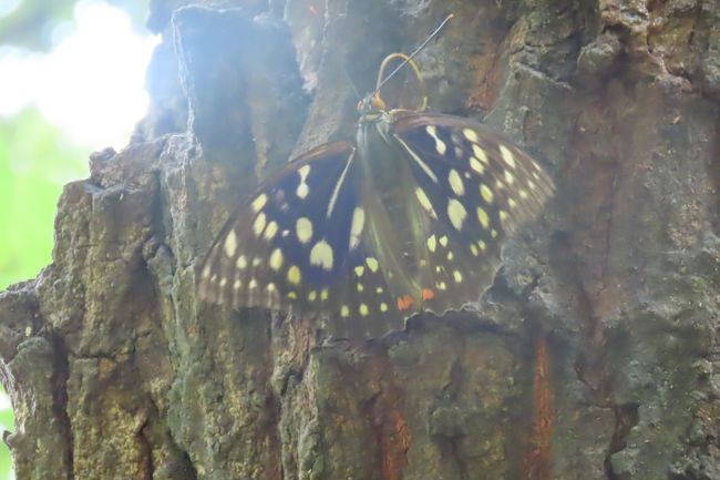 7月2日、午前9時６分の上福岡駅発の東武東上線に乗り、武蔵嵐山に連れと一緒に行きました。　今日の目的は武蔵嵐山にある蝶の里公園に行き、国蝶であるオオムラサキを見ることです。　前々から、オオムラサキの森として知られていましたので発生時期に合わせて思い立ちました。　初めての訪問のために少し迷い、午前11時頃に到着しました。　約1.8haもある園内を歩き回りました。午後0時過ぎにクヌギの樹液に群がっているオオムラサキを見つけることができました。　約60年ぶりでオオムラサキを見ることができて感激しました。<br /><br /><br />*写真はオオムラサキの♂
