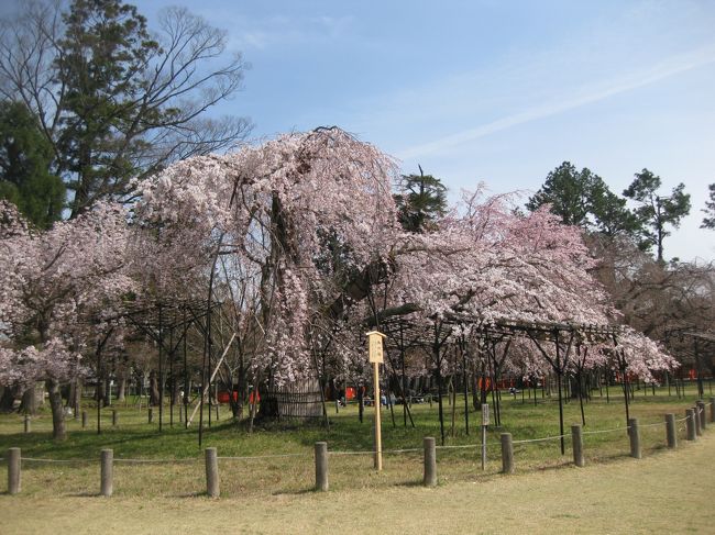 場所を京都に移し桜を楽しみます。<br /><br />コロナで外国人観光客がほとんどいなくなった京都、こんなに静かなのは中学修学旅行以来かも？<br /><br />