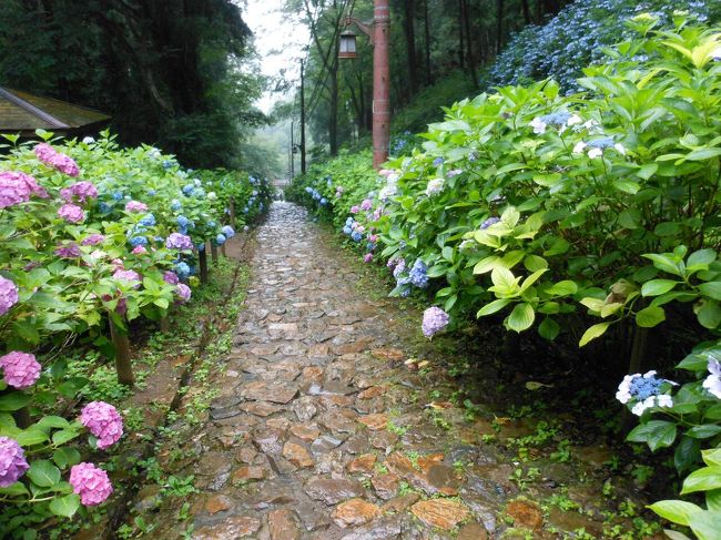 紫陽花を見たくて、またまたネット検索。<br />栃木県栃木市の大平山に、紫陽花があるとのことで、行ってみました。<br /><br />佐野ラーメンを食べてから、栃木市の大平山のあじさい坂で、雨の中をあじさい散策です。<br /><br />ちょうど、あじさいが綺麗な季節です。<br />初めてのあじさい坂です。<br /><br />そのついでに、佐野プレミアムアウトレットにも寄り道しました。<br />それから、いつものアグリタウンで、アイスクリームをいただきました。