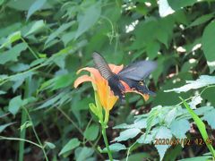 蝶の里公園に行きました②オオムラサキとその他の蝶