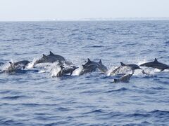 Maldives * ドルフィンサファリ＆サンセットクルーズ