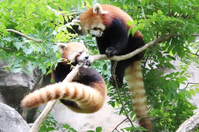 再開園した夏日の多摩動物公園に平日に車で再訪 前編 レッサーパンダ特集 夏日だったのに元気な姿と笑顔を見せてくれてありがとう 日野 昭島 東京 の旅行記 ブログ By まみさん フォートラベル 再開園した夏日の多摩動物公園に平日に車で再訪 前編 レッサーパンダ特集 夏日だったのに元気な姿と笑顔を見せてくれてありがとう 日野 昭島 東京 の旅行記 ブログ By まみさん フォートラベル