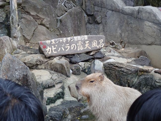 新型コロナウィルスがこれ程蔓延するとは<br />全く考えていなかった2月の末に友人夫妻と<br />伊豆へ行ってきました。<br />共通の趣味や好きな物も一緒、楽しい二日間<br />でした。<br /><br />何より楽しみなのはカピバラの露天風呂です。