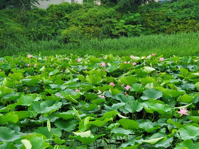 ひとり旅3日目。<br />秋田市内を少しだけ観光。<br />千秋公園～亀の町ベーカリー～川反通り