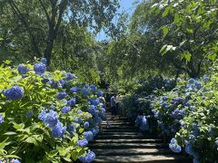 明月院の紫陽花