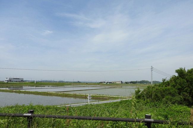 　稲敷市の浮島でバードウォッチングを楽しんできました。<br /><br />表紙写真は、浮島の田園風景です。<br />