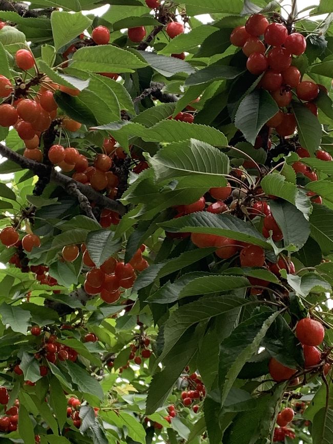 さくらんぼと立ち寄り湯&#127826;群馬県沼田市で季節の恵みを求めて